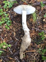 Amanita smithiana