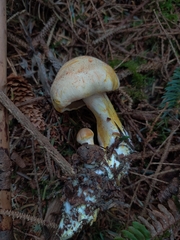Cortinarius rubicundulus