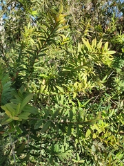 Melaleuca hypericifolia