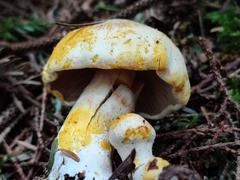 Cortinarius rubicundulus