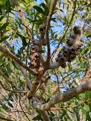 Melaleuca hypericifolia