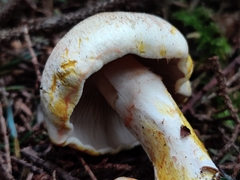 Cortinarius rubicundulus