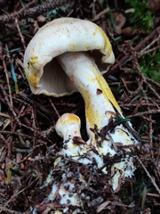 Cortinarius rubicundulus