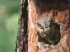 Psiloscops flammeolus