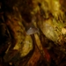 Mycena galopus nigra - Photo (c) AnneTanne, osa oikeuksista pidätetään (CC BY-NC)
