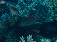 Lethrinus erythropterus