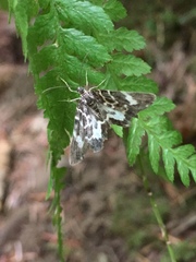 Trichodezia californiata