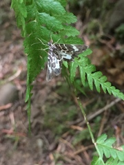 Trichodezia californiata