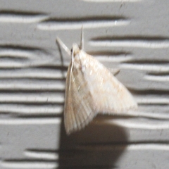 Glaphyria sesquistrialis