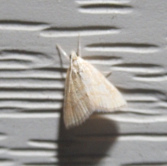 Glaphyria sesquistrialis