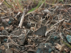 Ypthima asterope mahratta