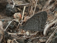 Ypthima asterope mahratta