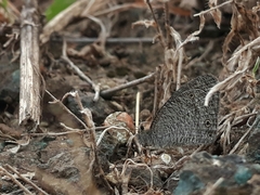 Ypthima asterope mahratta