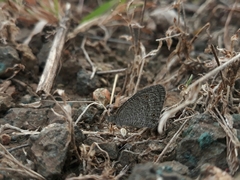 Ypthima asterope mahratta