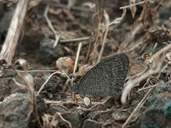 Ypthima asterope mahratta