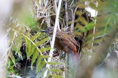 Thripadectes holostictus