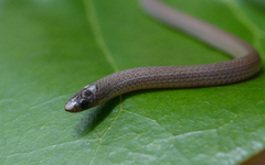 Yucatecan Dwarf Short-Tail Snake photo 2