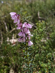 Tetratheca pilosa