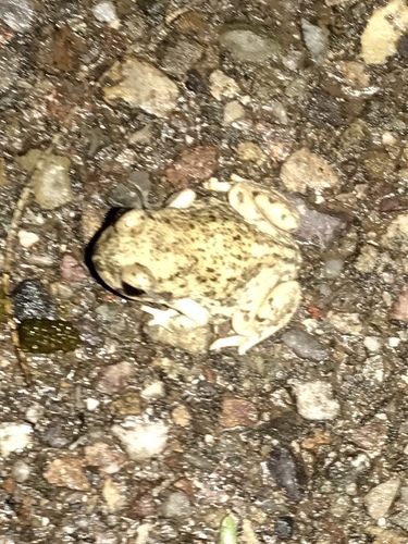 Scaphiopodidae
