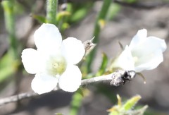 Orianthera spermacocea