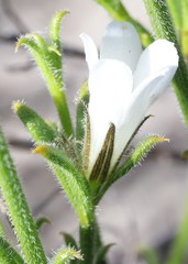 Orianthera spermacocea