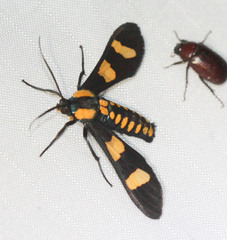 Phoenicoprocta hampsonii