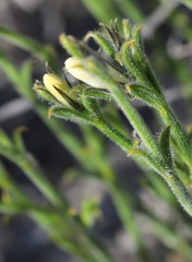 Orianthera spermacocea