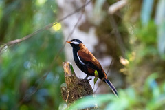 Entomodestes leucotis