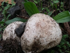 Calvatia fragilis