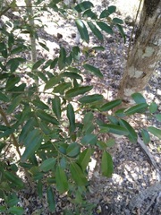 Diospyros australis