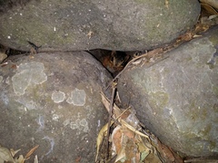 Notocitellus annulatus