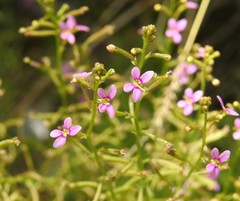 Stylidium debile