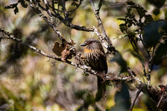 Malacoptila fulvogularis