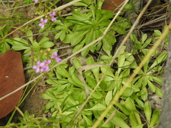 Stylidium debile