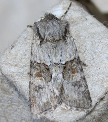 Lacinipolia strigicollis