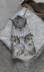 Lacinipolia strigicollis