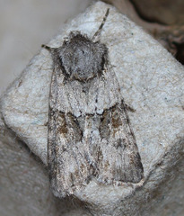 Lacinipolia strigicollis