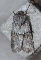 Lacinipolia strigicollis