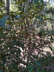 Diospyros australis