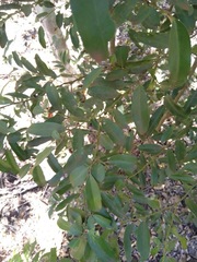 Diospyros australis