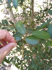 Diospyros australis