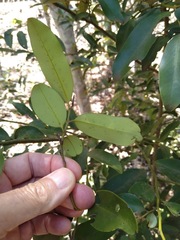 Diospyros australis