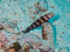 Amblyeleotris wheeleri