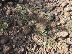 Euphorbia gracillima