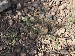 Euphorbia gracillima