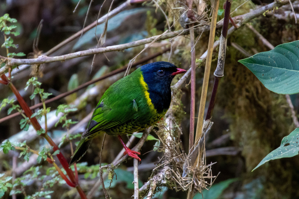 Band-tailed Fruiteater photo