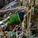 Band-tailed Fruiteater - Photo (c) Thibaud Aronson, some rights reserved (CC BY-SA), uploaded by Thibaud Aronson