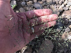 Euphorbia gracillima