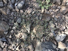 Euphorbia gracillima