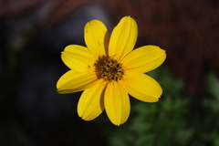 Bidens ostruthioides